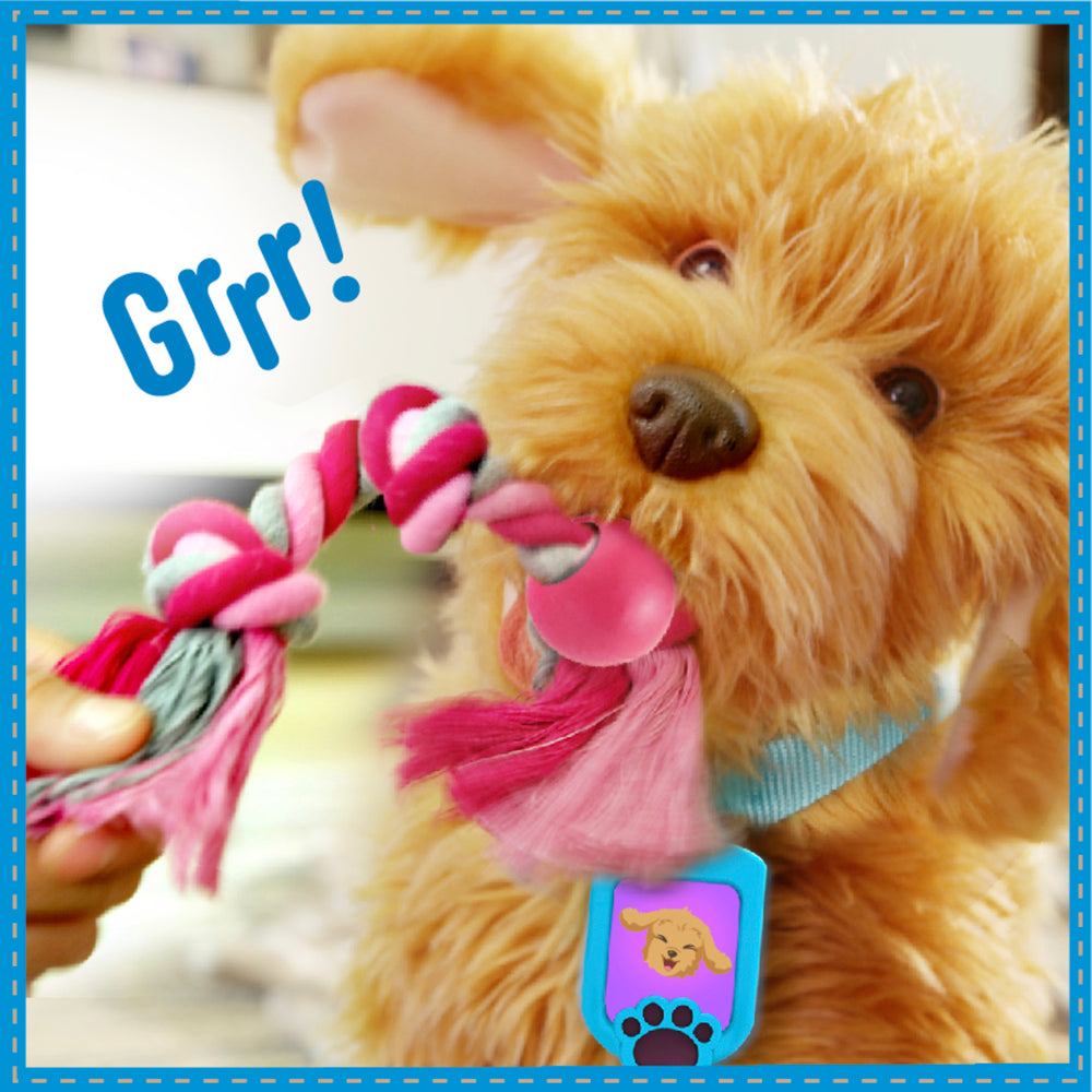 Moji the Lovable Labradoodle