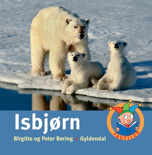 Isbjørn