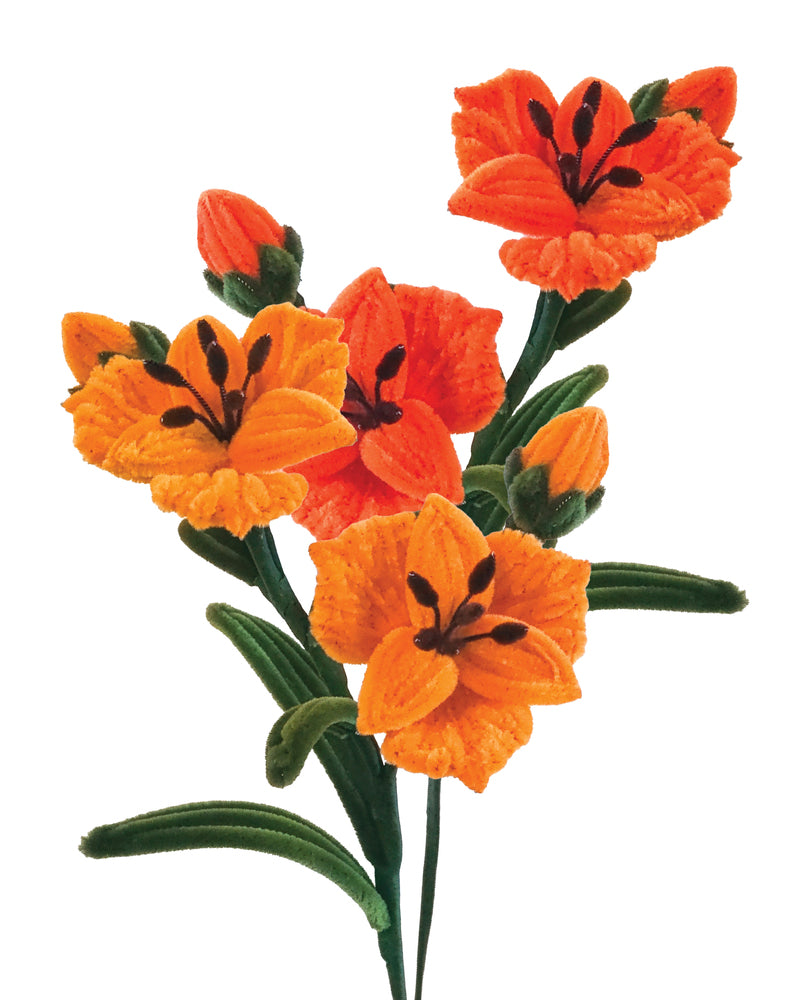 Piberenserblomster Inkalilje 2 STK